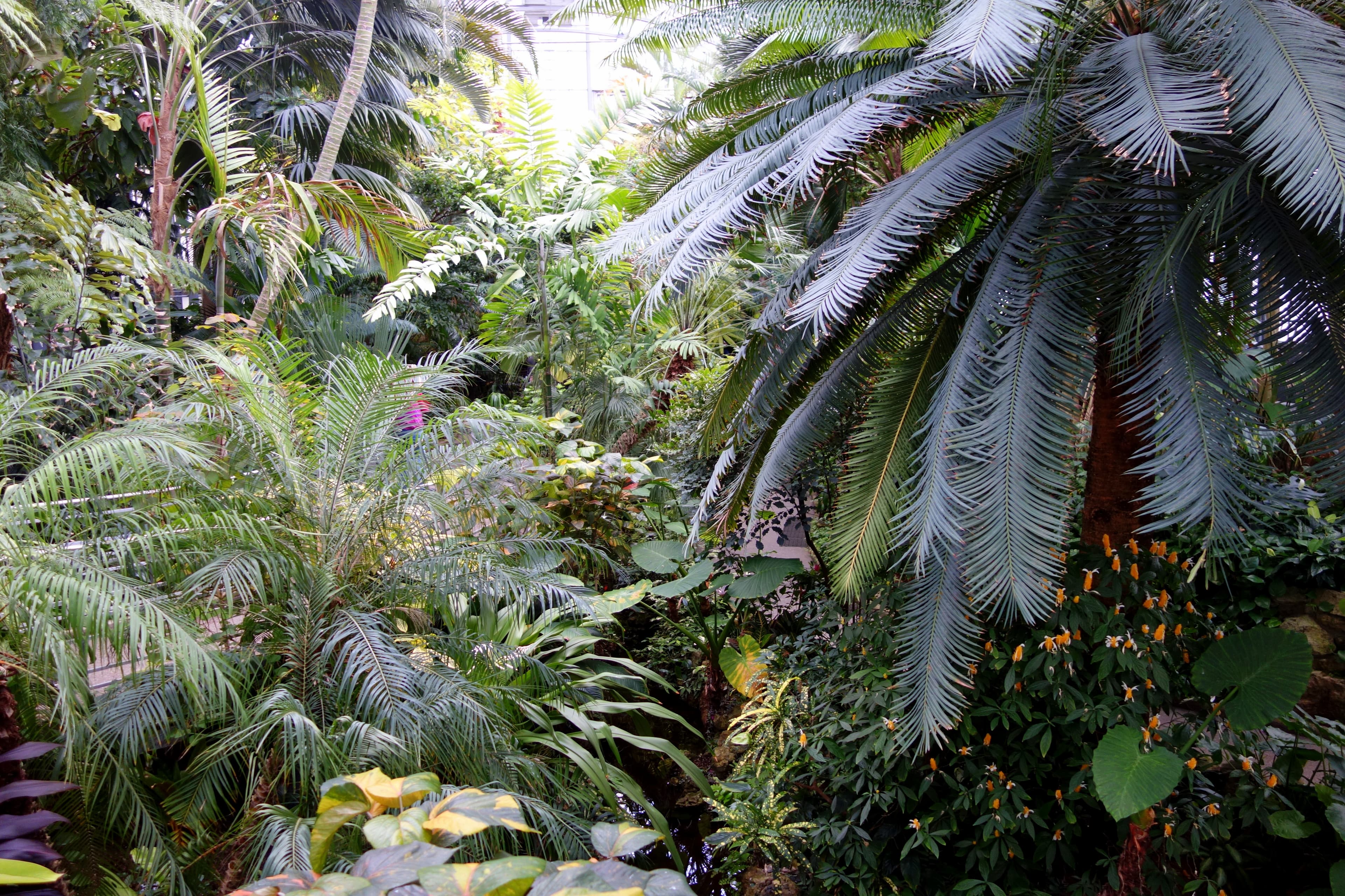 Krohn Conservatory